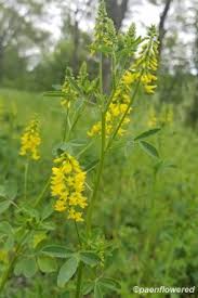 Attēlu rezultāti vaicājumam “Melilotus officinalis”