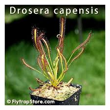 Image result for Drosera