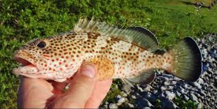 Image result for Epinephelus adscensionis