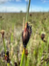 Attēlu rezultāti vaicājumam “Schoenus ferrugineus bud”