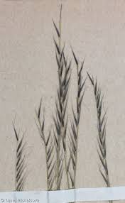 Attēlu rezultāti vaicājumam “Nardus stricta fruit”