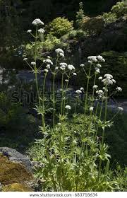 Image result for Baldrian