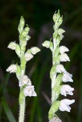 Attēlu rezultāti vaicājumam “Goodyera repens fruit”