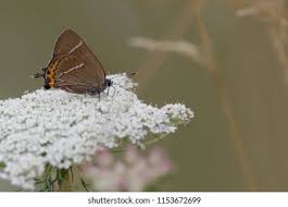 Attēlu rezultāti vaicājumam “Satyrium w-album underside”