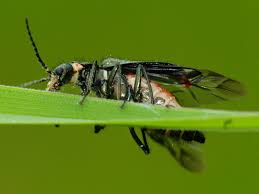 Attēlu rezultāti vaicājumam “Malachidae”