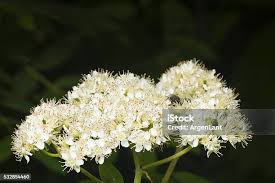 Attēlu rezultāti vaicājumam “Sorbus aucuparia flower”