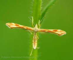 Attēlu rezultāti vaicājumam “Cnaemidophorus rhododactyla”