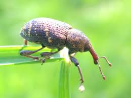 Attēlu rezultāti vaicājumam “Hylobius abietis”