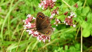 Attēlu rezultāti vaicājumam “Erebia ligea”