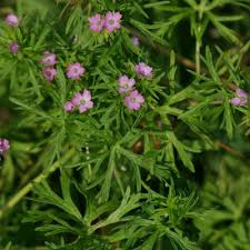 Attēlu rezultāti vaicājumam “Geranium bohemicum leaf”