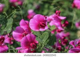 Attēlu rezultāti vaicājumam “Lathyrus latifolius bud”