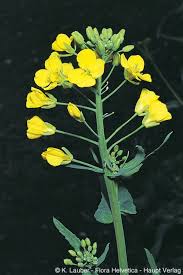 Attēlu rezultāti vaicājumam “Brassica napus”