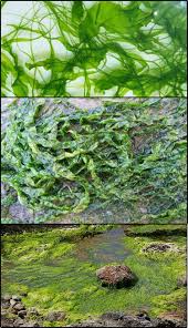 Attēlu rezultāti vaicājumam “Enteromorpha sp.”