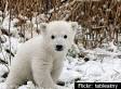 Polar Bear Cub Rescued At Alaska Oil Field