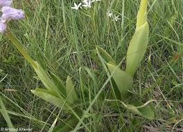 Attēlu rezultāti vaicājumam “Orchis militaris leaf”