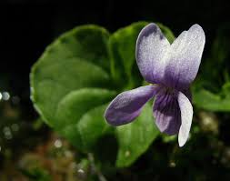 Attēlu rezultāti vaicājumam “Viola palustris”