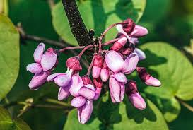 Attēlu rezultāti vaicājumam “Cercis siliquastrum”