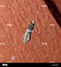 Attēlu rezultāti vaicājumam “Monopis weaverella”