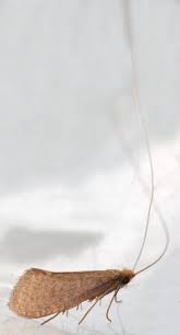 Attēlu rezultāti vaicājumam “Nematopogon sp.”