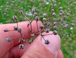 Attēlu rezultāti vaicājumam “Oenothera rubricauli bud”