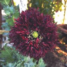 Image result for Papaver somniferum Black