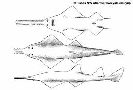 Image result for Pristis pectinata