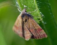 Attēlu rezultāti vaicājumam “Phytometra viridaria”