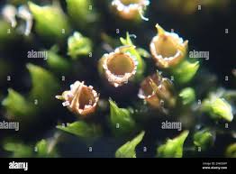 Attēlu rezultāti vaicājumam “Schistidium apocarpum macro”