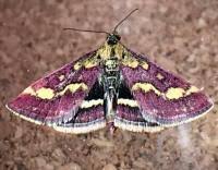 Attēlu rezultāti vaicājumam “Pyrausta purpuralis”