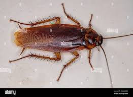 Image result for periplaneta americana