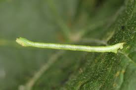 Attēlu rezultāti vaicājumam “Electrophaes corylata”