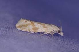 Attēlu rezultāti vaicājumam “Thiodia citrana”