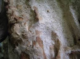 Attēlu rezultāti vaicājumam “Perenniporia subacida”