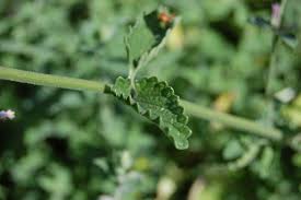 Attēlu rezultāti vaicājumam “Nepeta x faassenii leaf”