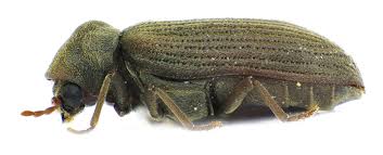 Attēlu rezultāti vaicājumam “Anobium pertinax”