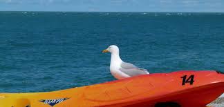 Image result for Fife Canoeing Activities Group