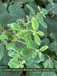 Attēlu rezultāti vaicājumam “Lonicera xylosteum leaf”