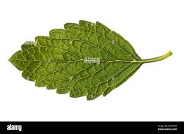 Image result for Melisse