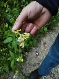 Attēlu rezultāti vaicājumam “Galeopsis speciosa flower”