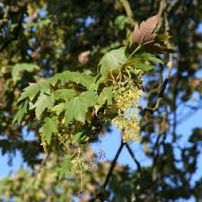 Attēlu rezultāti vaicājumam “Acer pseudoplatanus fo. purpurascens flower”