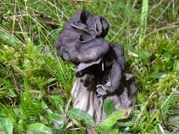 Attēlu rezultāti vaicājumam “Helvella lacunosa”