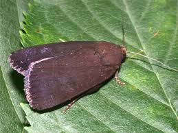 Attēlu rezultāti vaicājumam “Amphipyra livida”