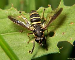 Attēlu rezultāti vaicājumam “Syrphidae”