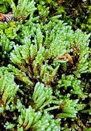 Attēlu rezultāti vaicājumam “Bryum bimum”