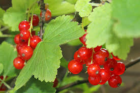 Bildergebnis für rote johannisbeeren