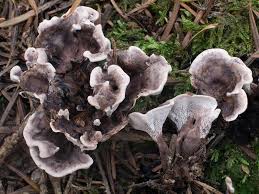 Attēlu rezultāti vaicājumam “Phellodon melaleucus”