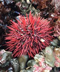 Image result for Mesocentrotus franciscanus