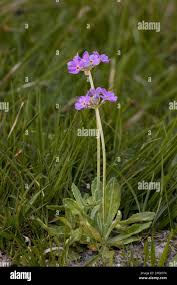 Attēlu rezultāti vaicājumam “Primula farinosa flower”