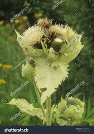 Attēlu rezultāti vaicājumam “Cirsium oleraceum”