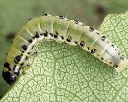 Attēlu rezultāti vaicājumam “Tethea or”